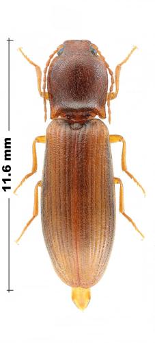 Athous campyloides